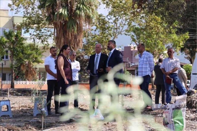 Külliye avlusuna zeytin ağacı