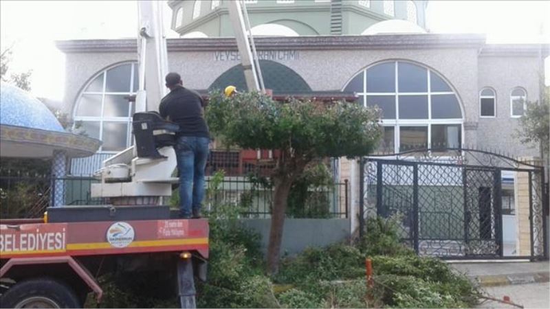 İskenderun´da ağaçlara budama