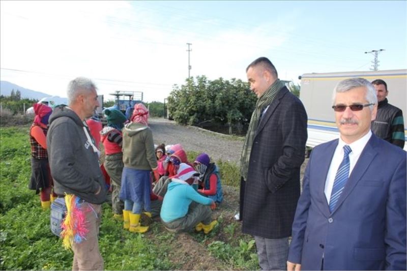 Arsuz´da maydanoz hasadı