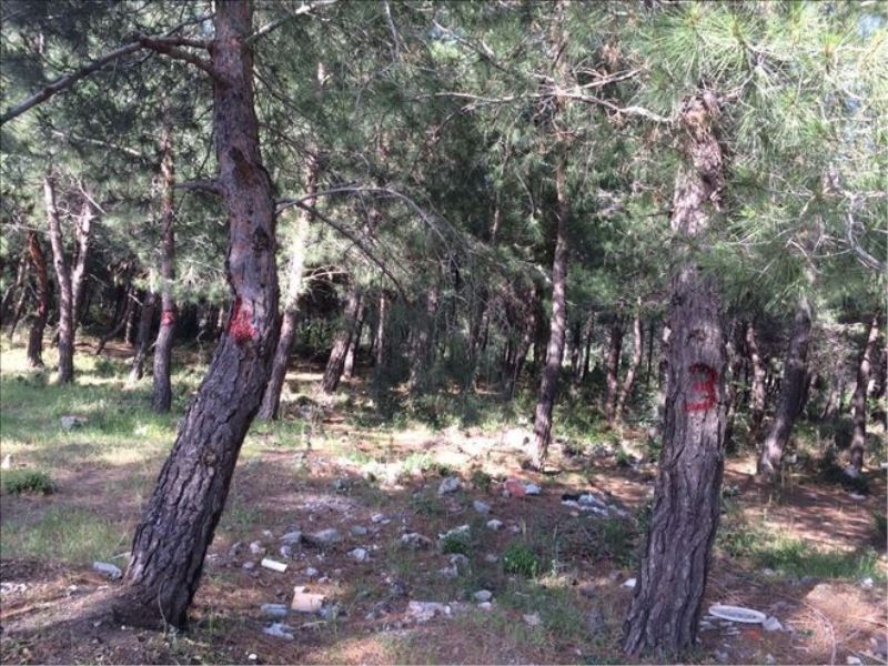 Ormana ´eğitim alanı´na itiraz  
