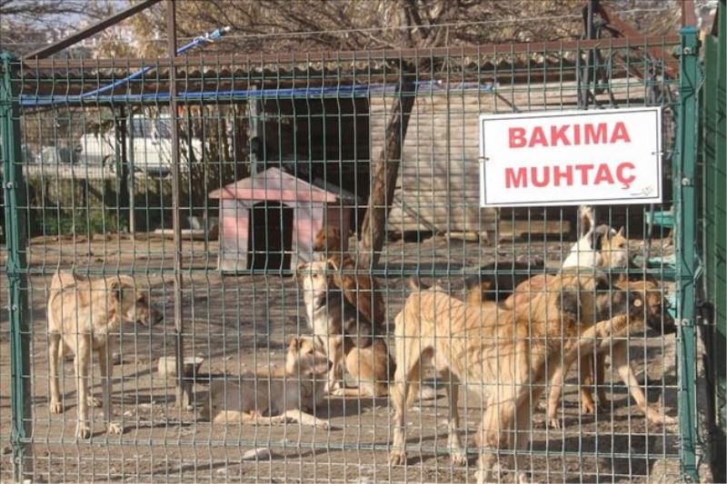 2500 sokak hayvanına ulaşıldı
