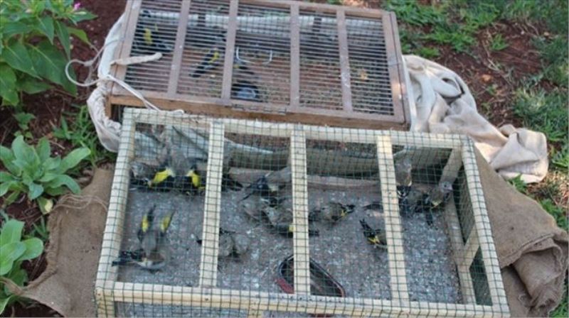 Saka kuşu avına 40 bin lira ceza