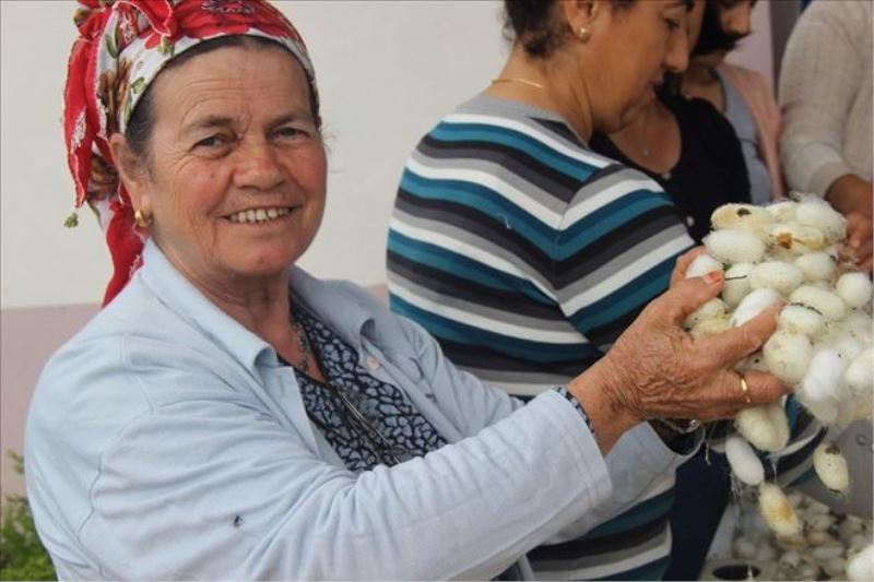 İpek Evi´nde koza hasadı