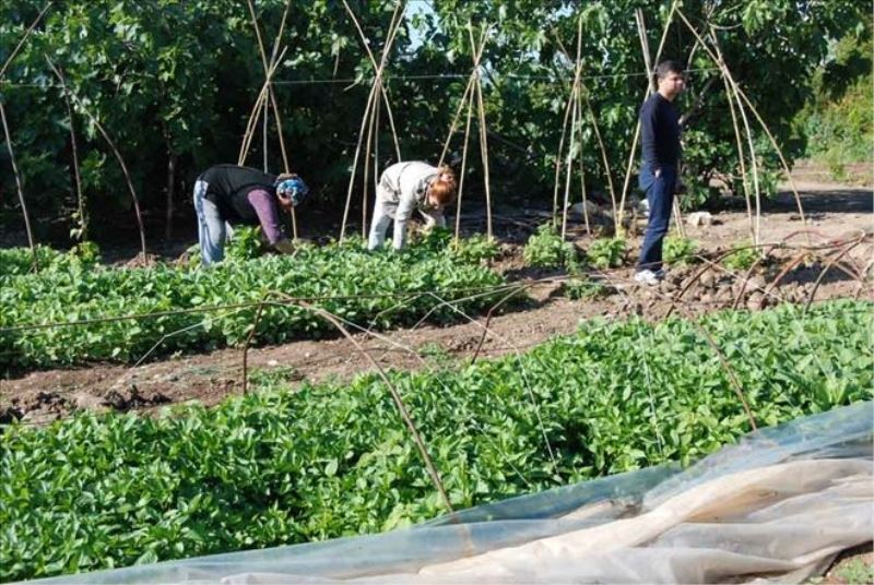 Doğal tarımın ilk adımı: Fidecilik