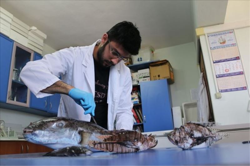 Zehirli balık türü arttı