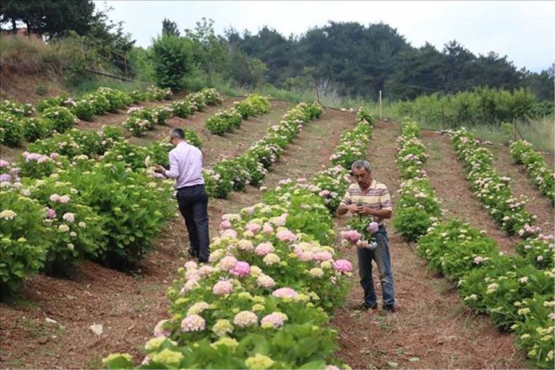 İthal ettiği Ortanca´nın ihracatçısı oldu