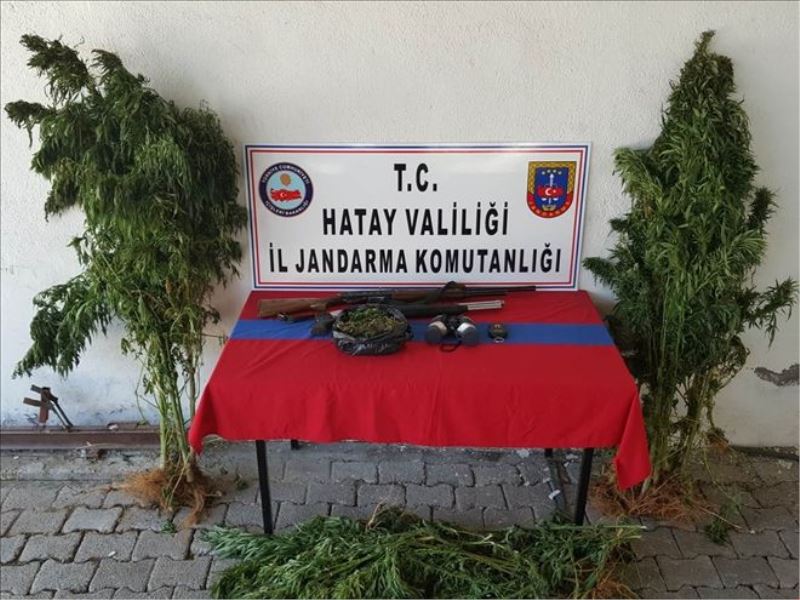 3 bin kök kenevir yakalandı