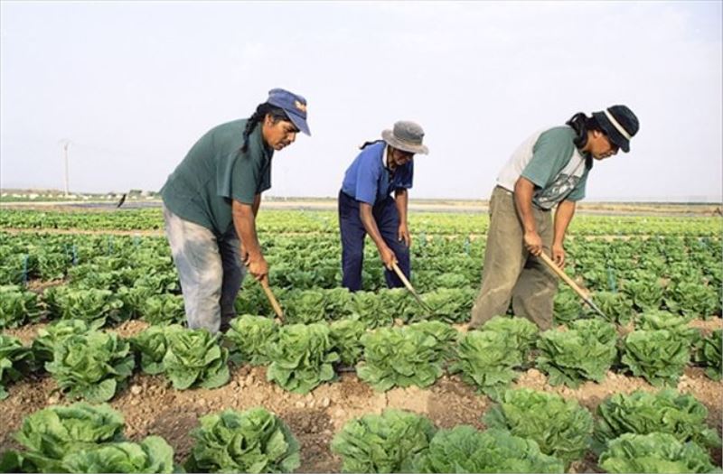 “Buğdaydaki zararı giderin”  