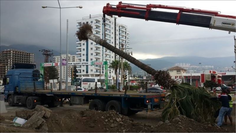 Palmiyeler taşındı