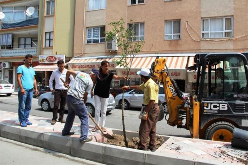 Fener Caddesi´ne ağaçlandırma