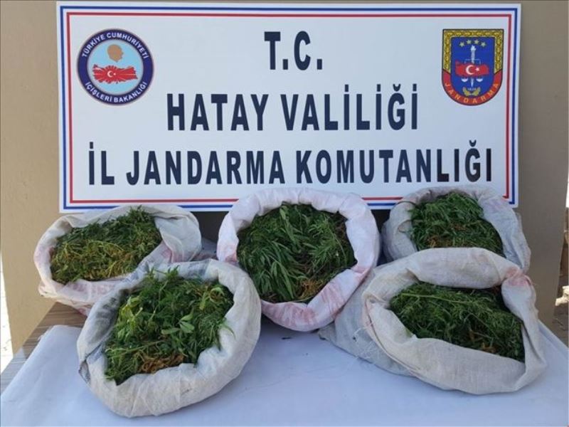 Bin 649 kök kenevir ele geçirildi