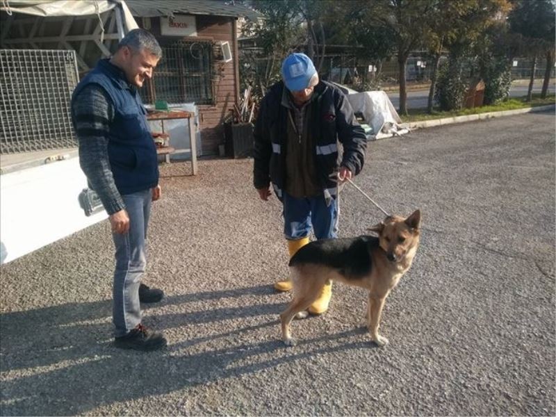 Sokak köpekleri ´barınağa´