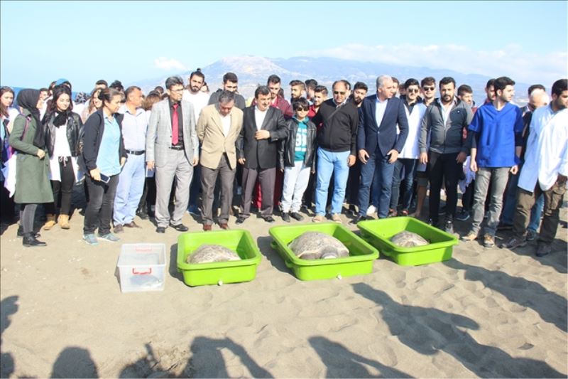 Tedavi edilip, denize bırakıldılar