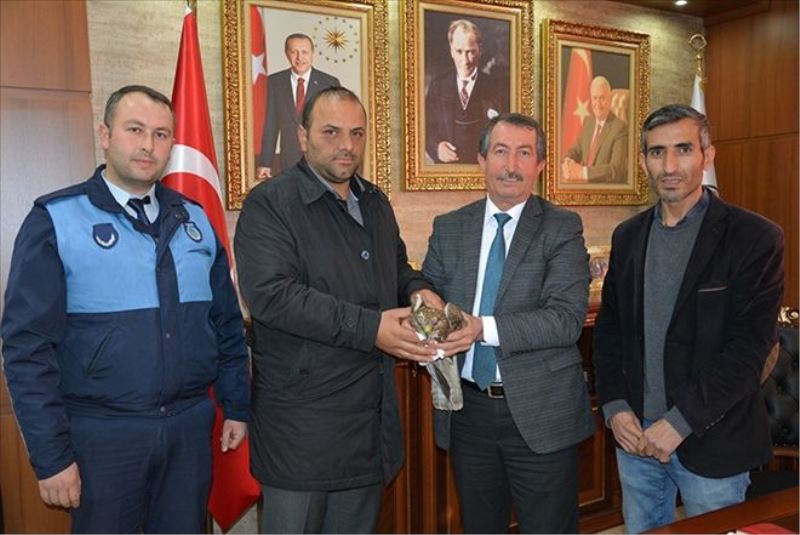 Yaralı şahin, Milli Parklar´da