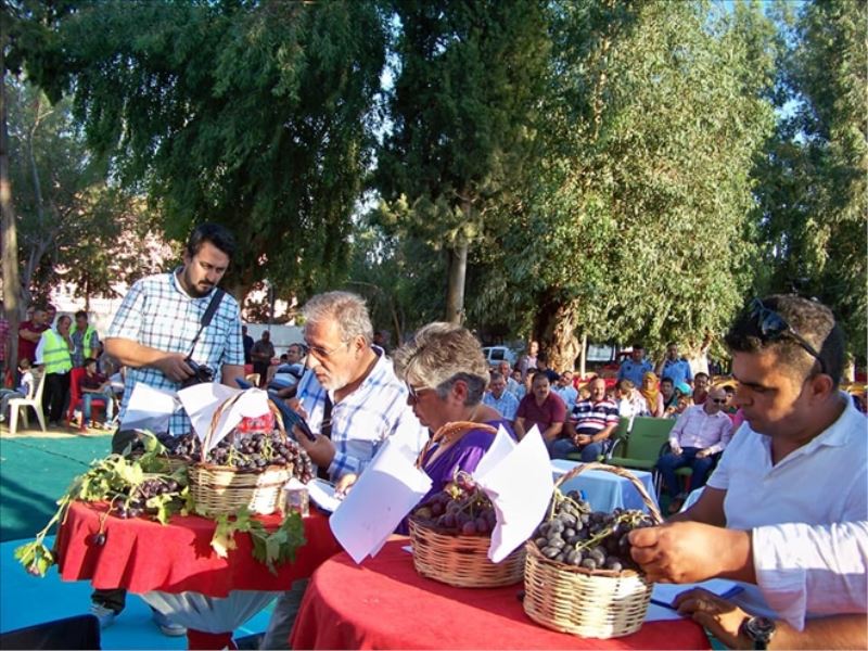 Üzüm Festivali yapıldı