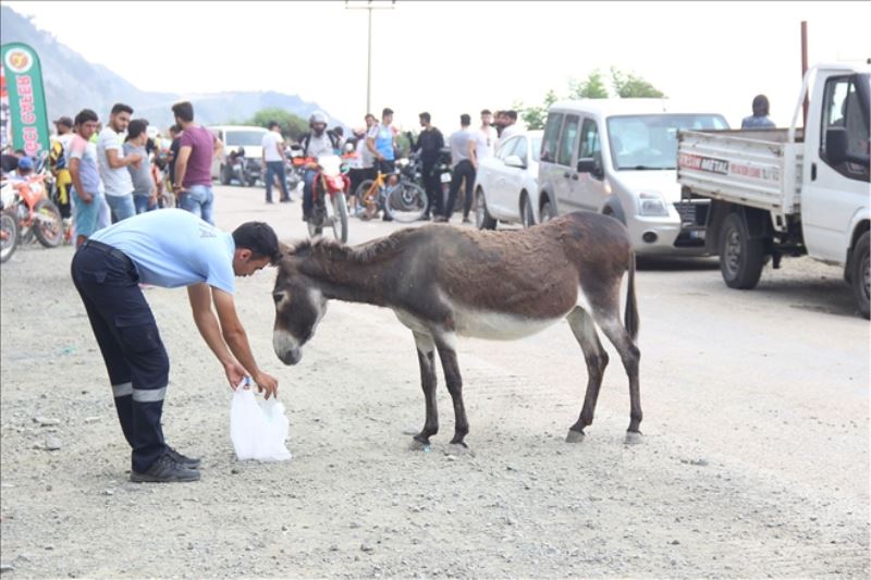Sahipsiz eşeği ´korumaya aldı´