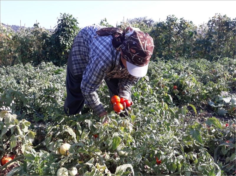 Arsuz´da üretilen sebze, İskenderun´da üç katına satılıyor