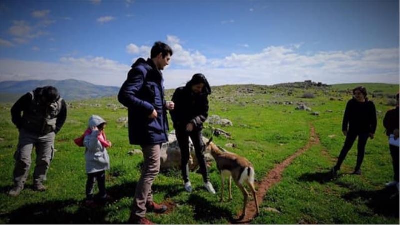 Öğrenciler, dağ ceylanlarını gözlemledi