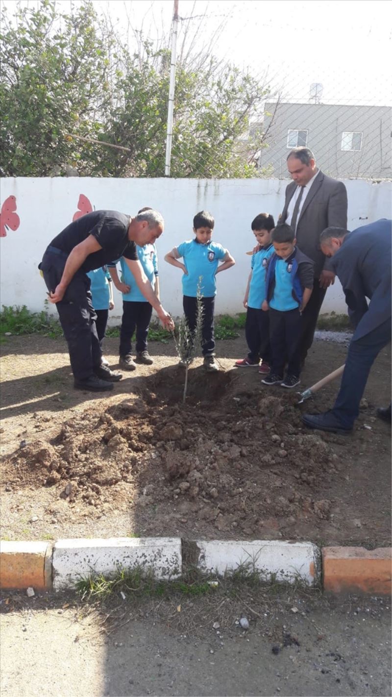 Okul bahçesine 40 zeytin fidanı