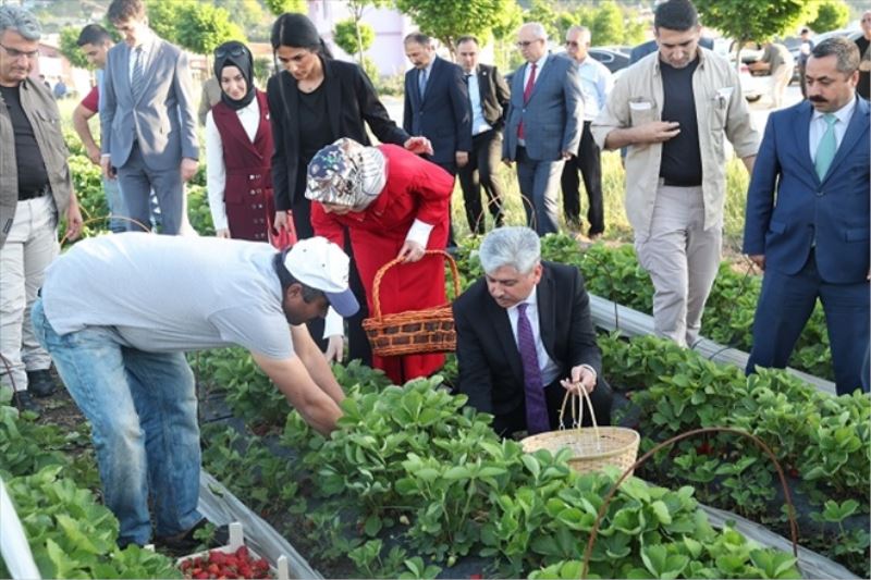 Validen çilek hasadı