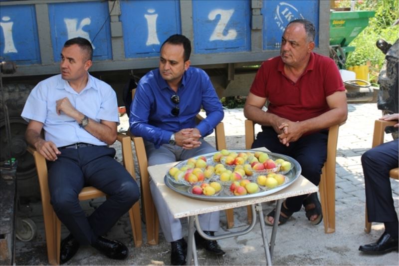 Arsuz´da kayısı hasadı başladı