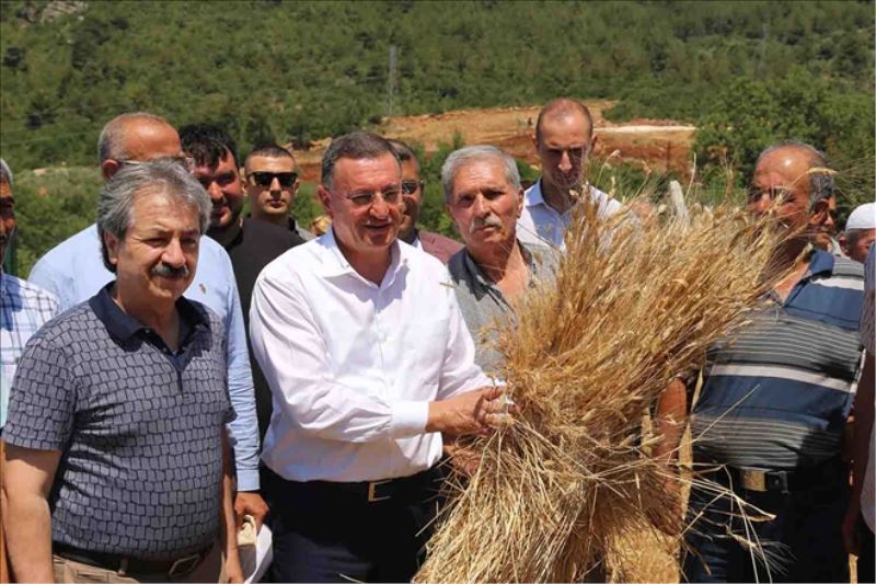 Buğday hasadı başladı