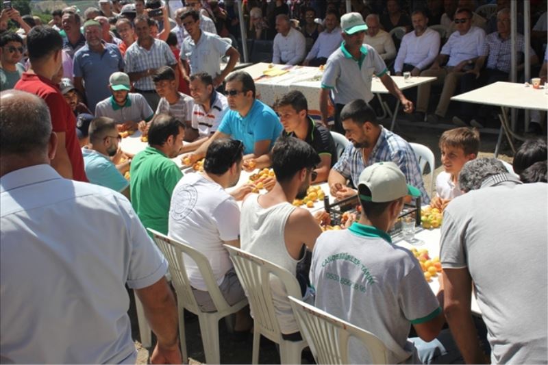 Kurtbağı´nda Kayısı Festivali