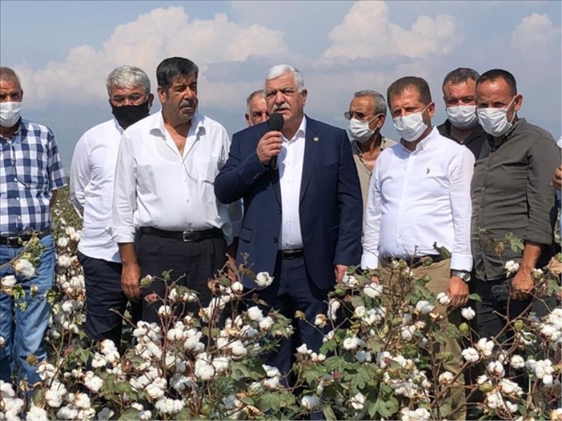 Pamukta desteklemeye 1,5 lira isteniyor