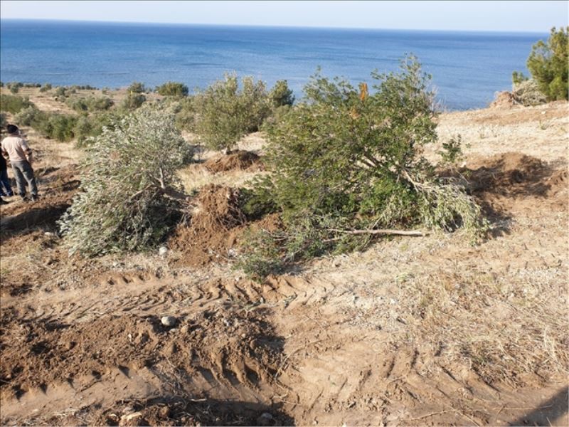 Zeytin ağaçları turizm yatırımı için sökülüyor