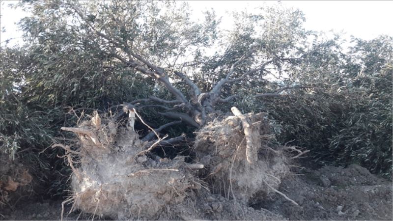 Zeytin ağaçlarının sökülmesi ‘şimdilik´ durduruldu