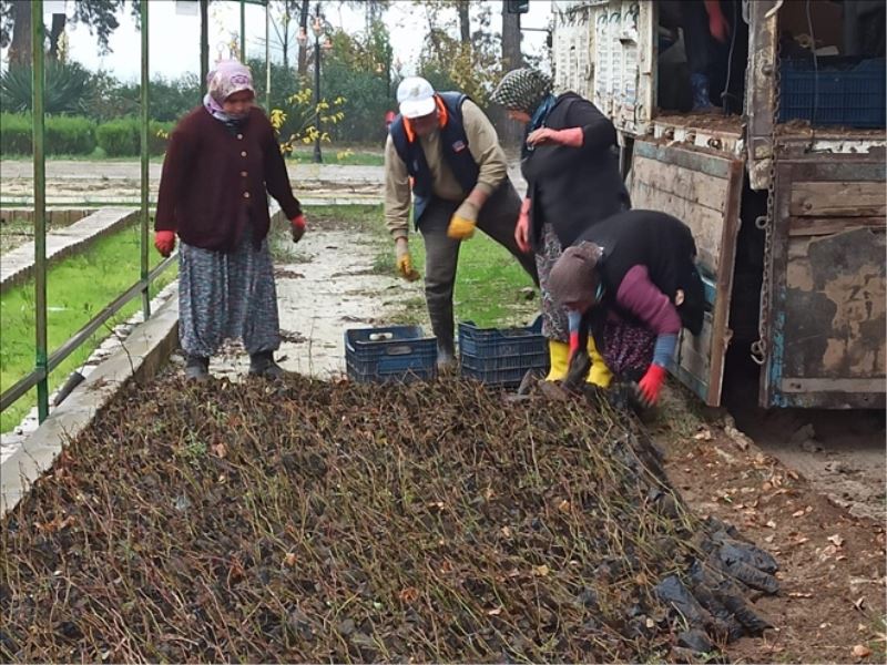 Üreticilere 5 bin ıhlamur fidesi dağıtıldı