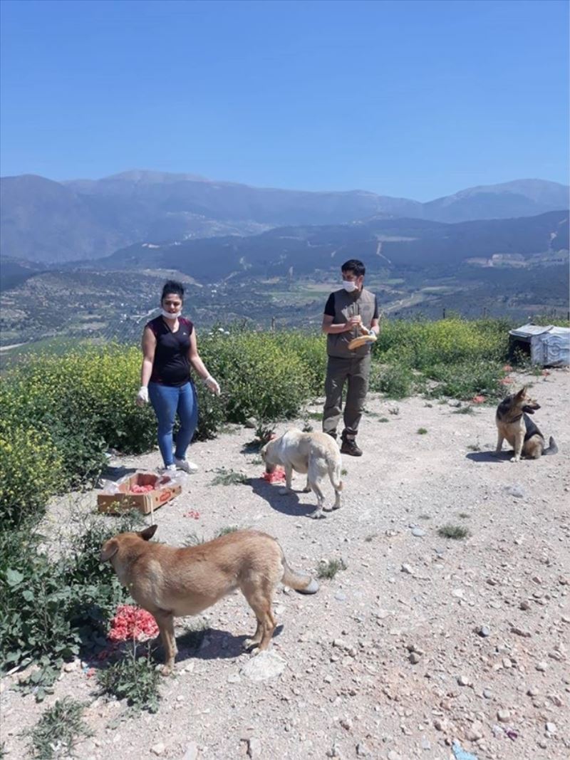 Sokak hayvanlarına mama ve su bırakıldı
