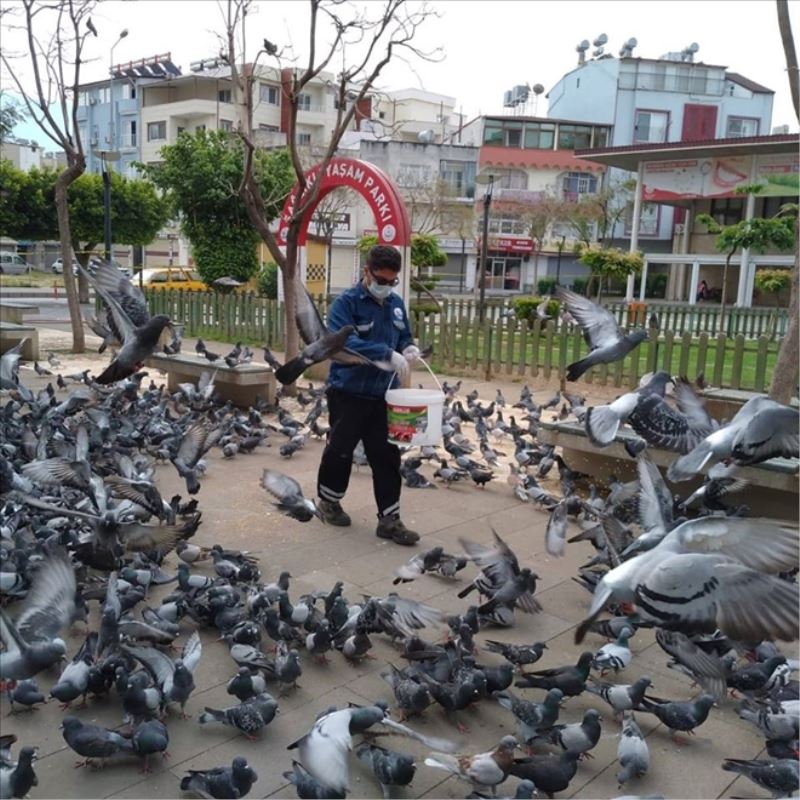 Sokak hayvanlarına su ve mama