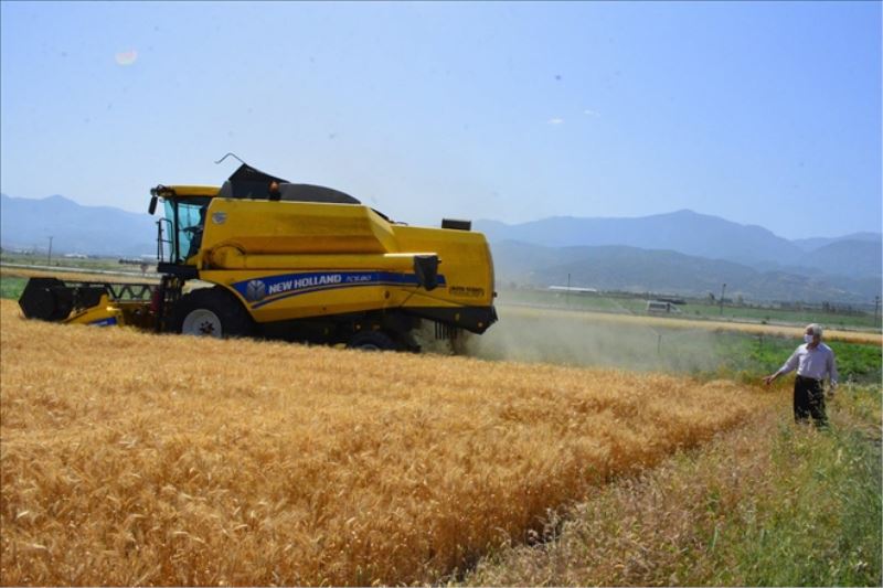 Ata tohumu buğdayın hasadı başladı