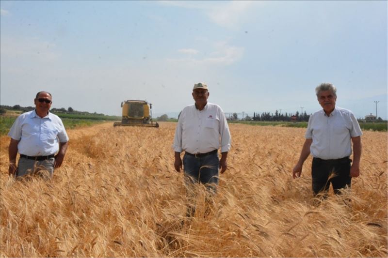 Arsuz´da karakılçık buğday hasadı