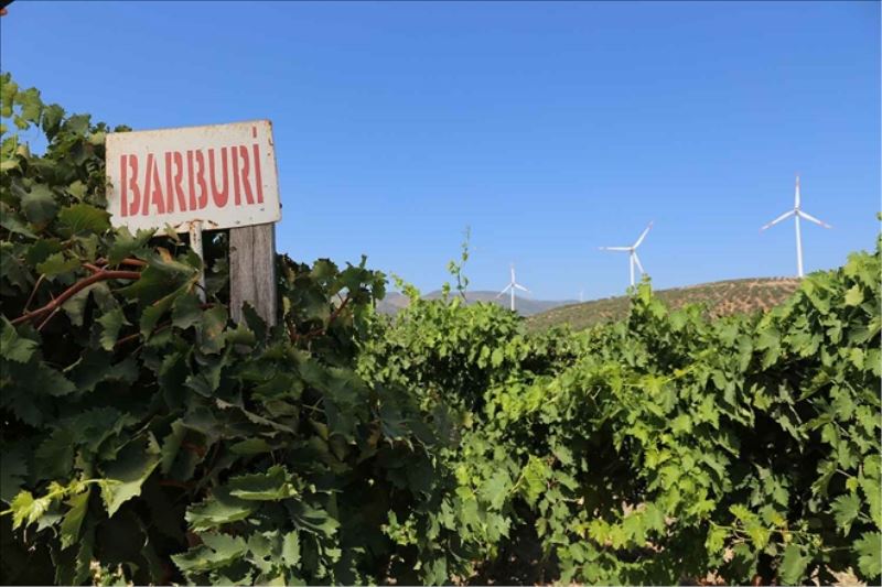 Bağbozumu Şenlikleri