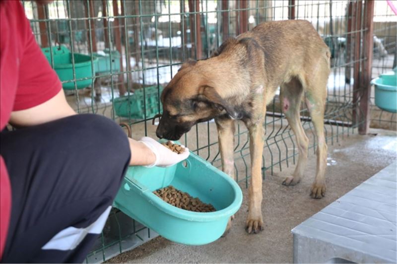 Zehirlenen köpekler yaşama döndü