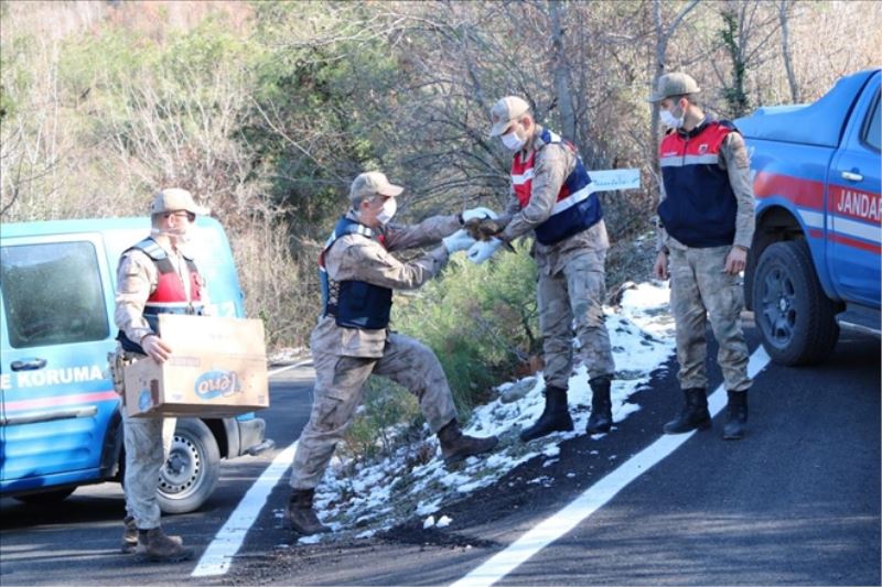 Yabani kuşlar, koruma altına alındı