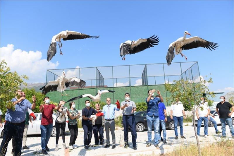 Tedavi edilen leylekler doğaya salındı