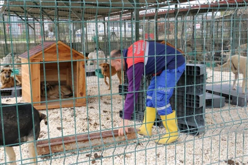 Yayladağı´na hayvan barınağı