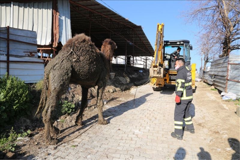 İtfaiye, deve ve köpeği kurtardı