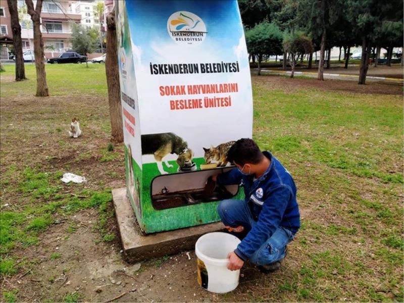 Sokak hayvanlarının yiyeceği belediyeden