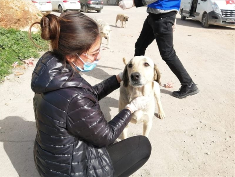 Yaralı köpeği barınağa teslim ettiler