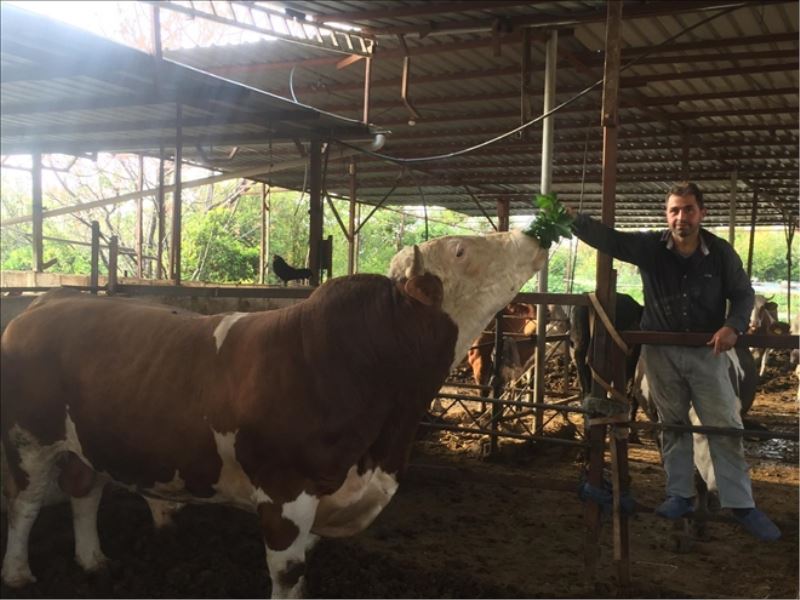 1.5 ton ağırlığındaki boğa satışa çıkarıldı