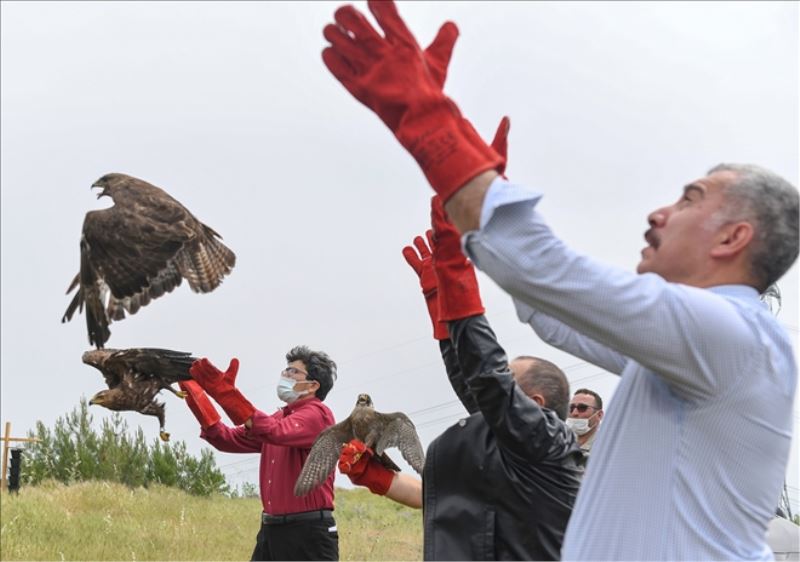 Yaralı şahin tedaviye alındı