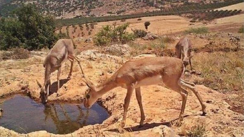 Koruma sahasının küçülmesine karşı başvuru