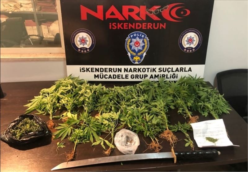 Metruk binanın bahçesinde dişi hint keneviri