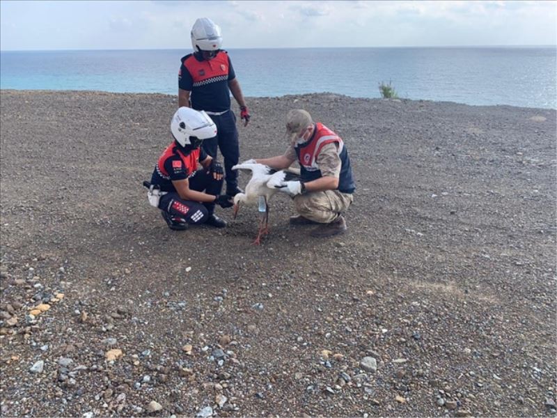 Yaralı Leylek, ´rehabilitasyon merkezinde´