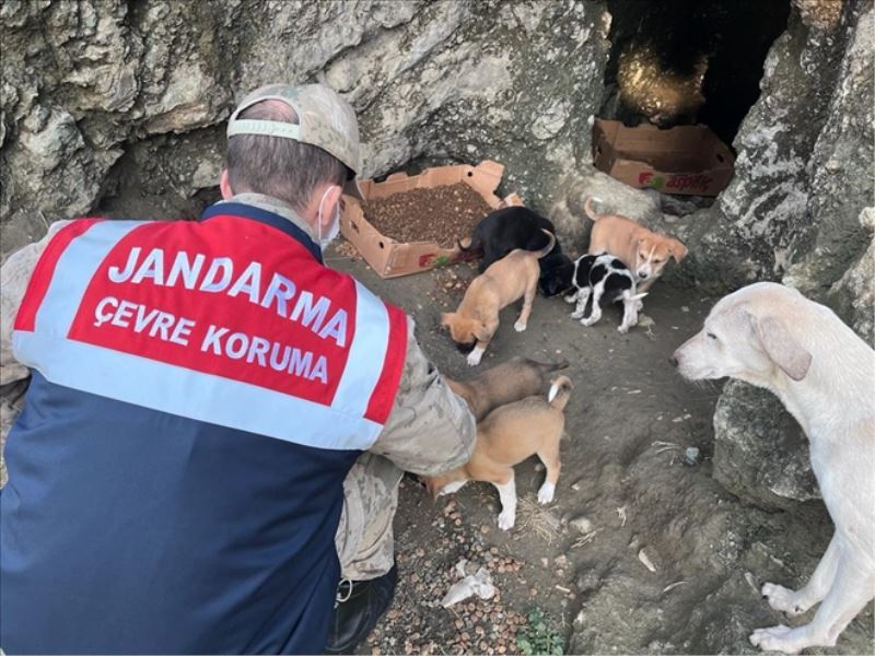 Jandarmadan sokak hayvanlarına yem