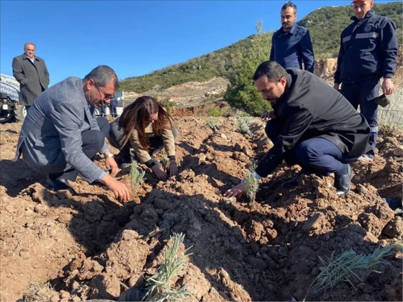 7 bin lavanta fidanı toprakla buluştu